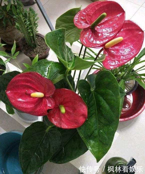 花朵|5种花最怕晒,天天不见光,开花却火爆,一朵一朵炸花球