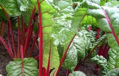 皺紋|女性到了中年常吃3種食物，美白護膚，去除皺紋，好吃又不貴