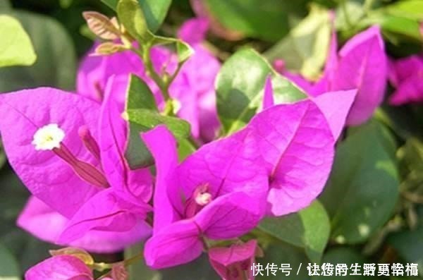 卵形|世界十大花期最长的花,全年都开的花有哪些什么花的赏花期最长!