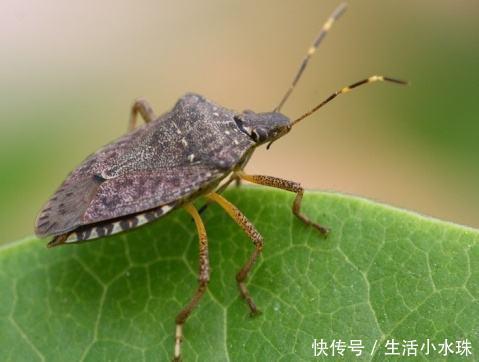 臭虫|农村人嫌弃的臭虫，却成堪比鹿茸的好东西，城里一斤150，不理解