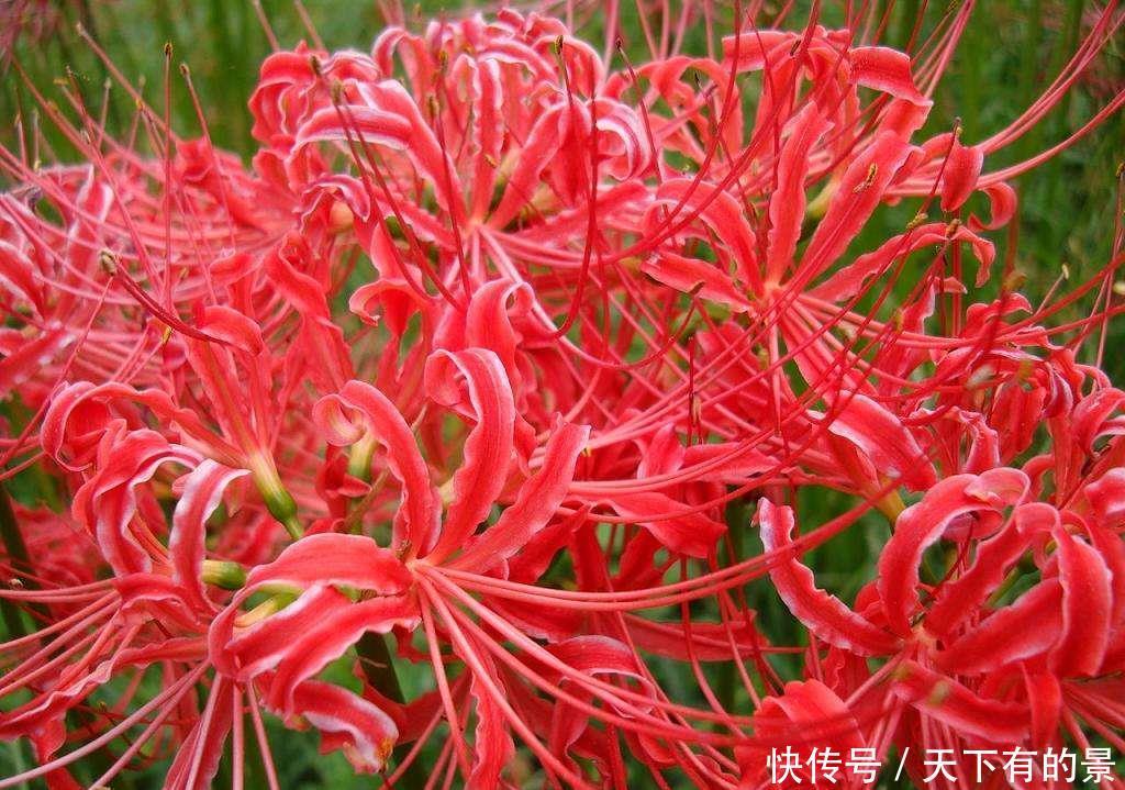 这些花不吉利又难听,开花再漂亮,也不敢在家养