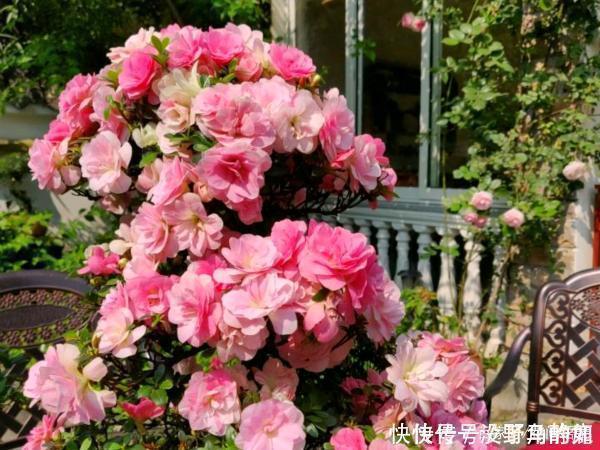 盆栽花|比兰花还值得养的盆栽花,寿命长,越养越漂亮,越养越值钱