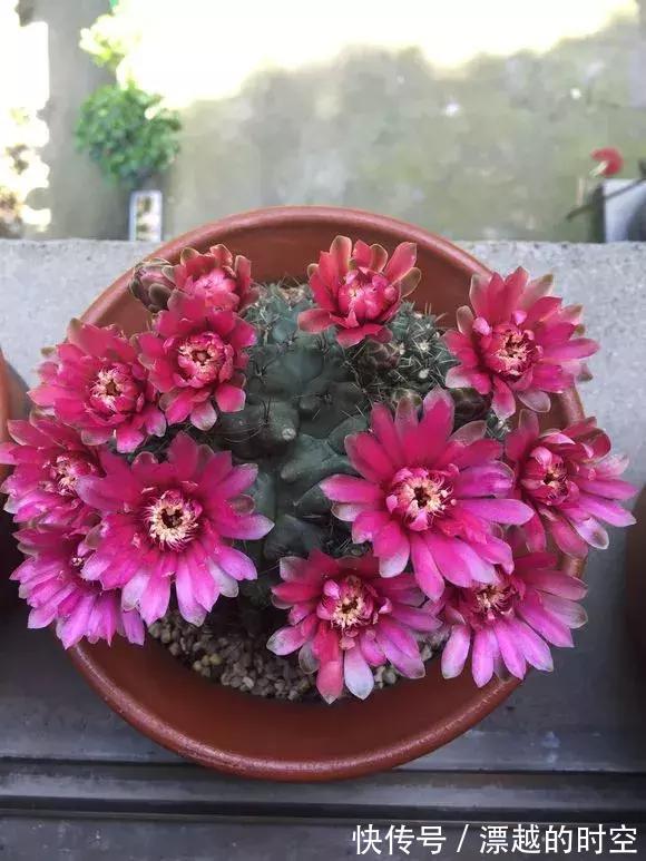 3种仙人球,就像“开花机器”,一开上百朵,个个了不起!