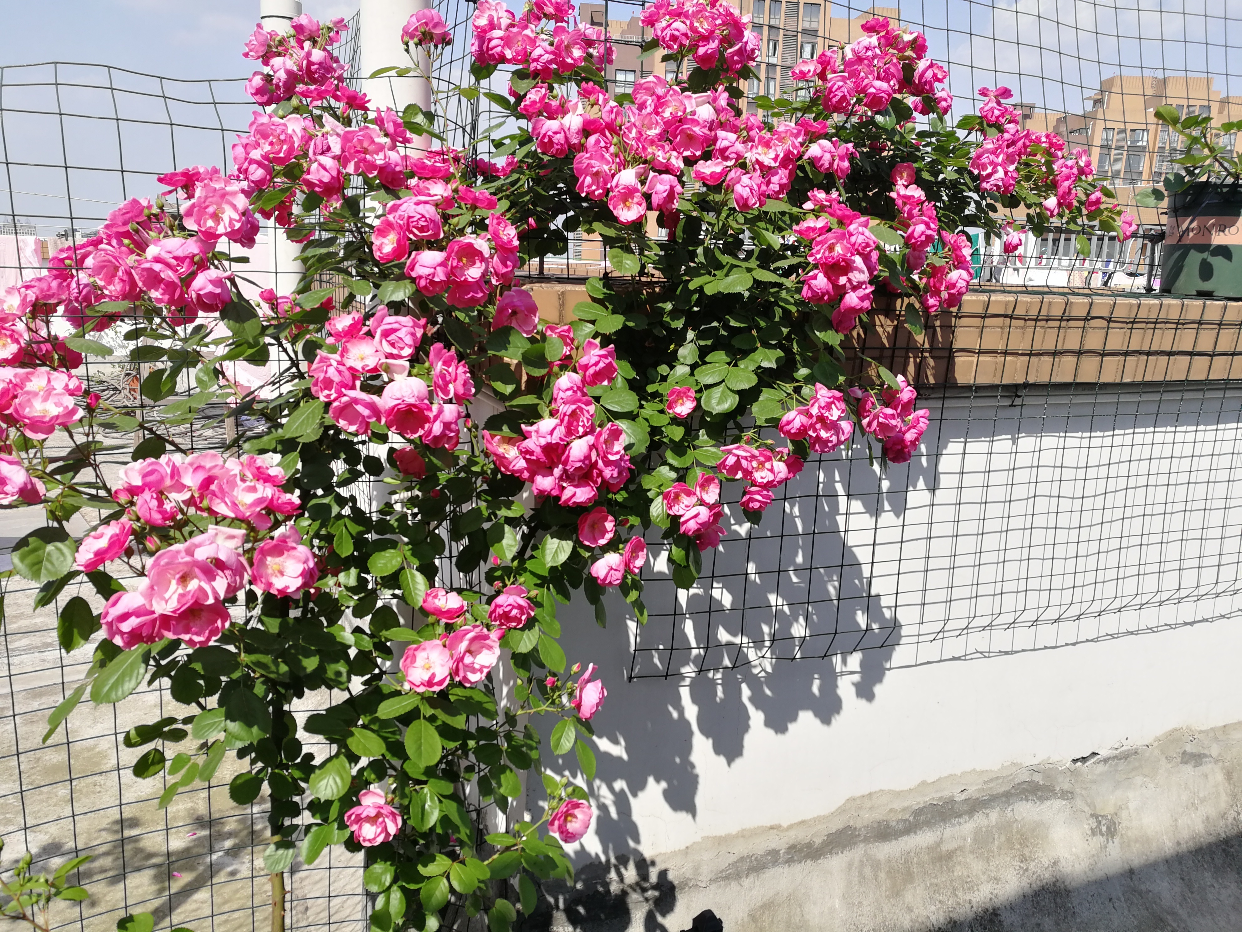 花量超多，容易开成花海，四季开花不停，这种藤本花卉，值得拥有