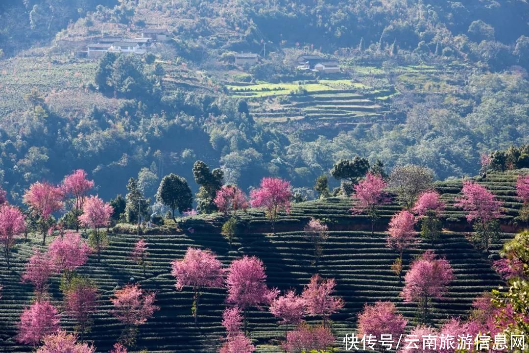 樱花|无量山2000亩的樱花开了，等你来