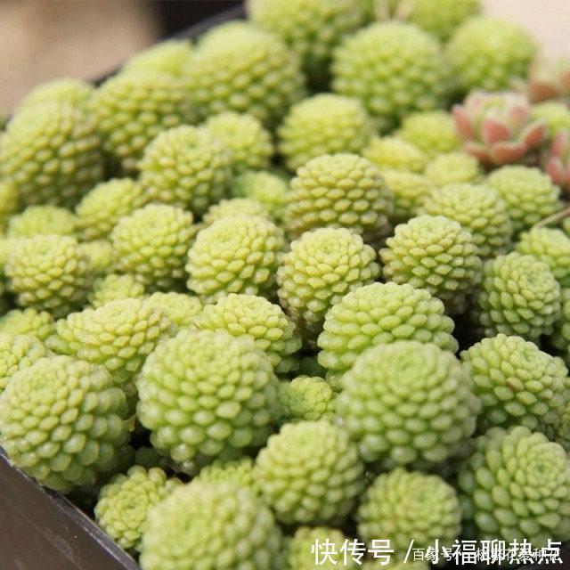 这10种多肉不太好养，爱黑腐、化水，养起来没有成就感