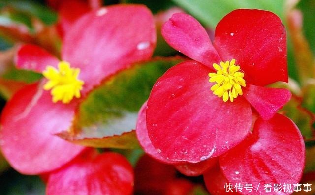 15种便宜花草,原以为很普通,没想到成为花园中的“颜值担当”!