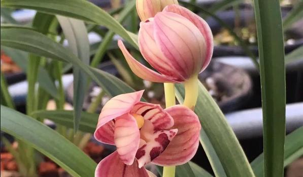 最适合新手,上班族养植的兰花,开花漂亮又清香,养护起来不费力