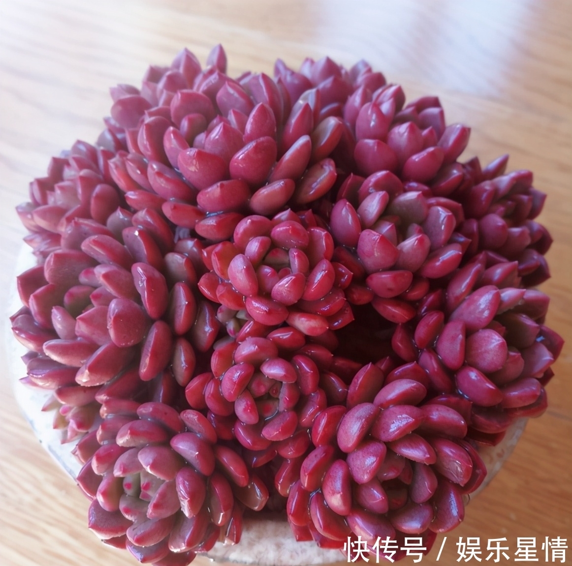 捧花|原来红宝石多肉,不但能养出鲜红的颜色,还能培育成“捧花”状态