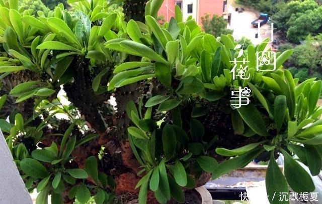 8种花“有毒”,你家可能就有一盆,养护需小心!