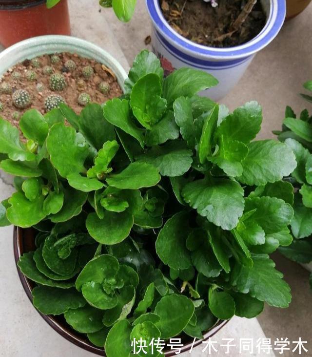 长寿花老不活?5个要点做到,“百分百”成活,长满一阳台花骨朵