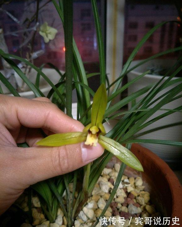 兰花什么时候翻盆最好？翻盆用哪种植料？养兰攻略送给你