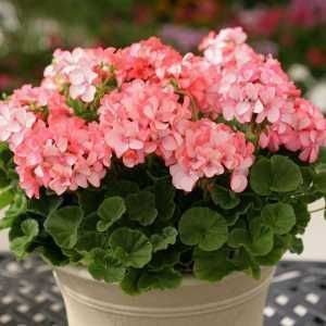 养花人都不喜欢的北阳台,夏天是块“宝”,养这些花草太好了