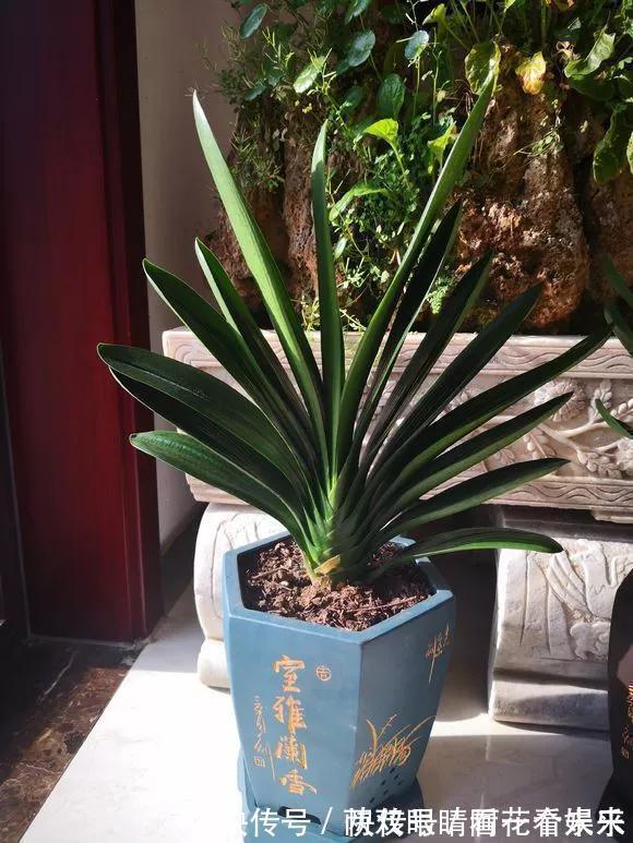 钾肥|君子兰长得太慢学几招,叶子猛长花开不断,美翻天!