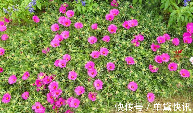 这5种花随便掐个枝就活,新手懒人花友千万别错过!