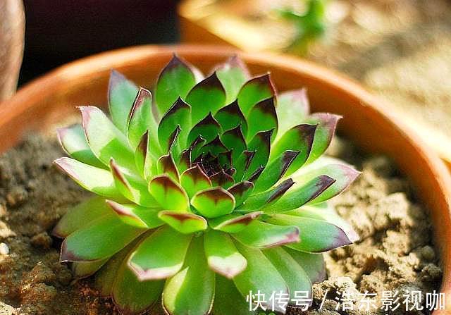 怎么判断多肉需要浇水3个经验，又快又准！