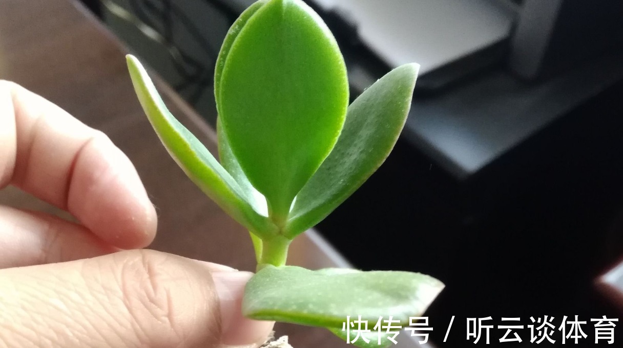 燕子掌|不用的杯子别扔了,水插燕子掌可是美美的