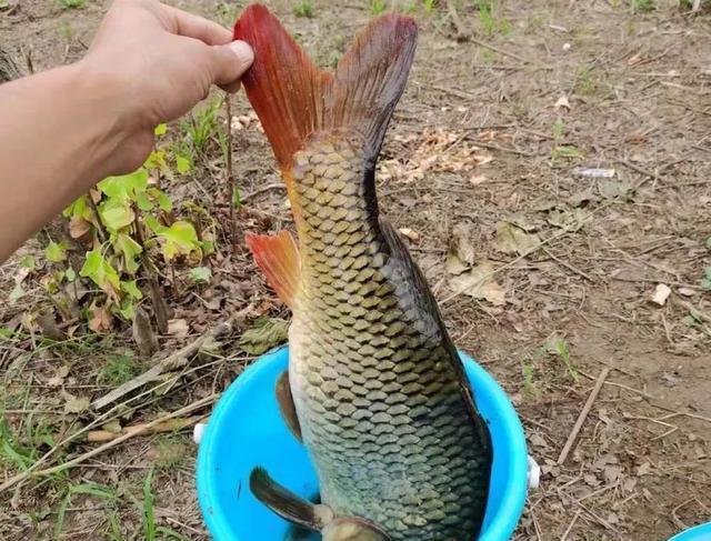 理想中的钓鱼VS现实中的钓鱼，新手看懵圈，老手看得扎心