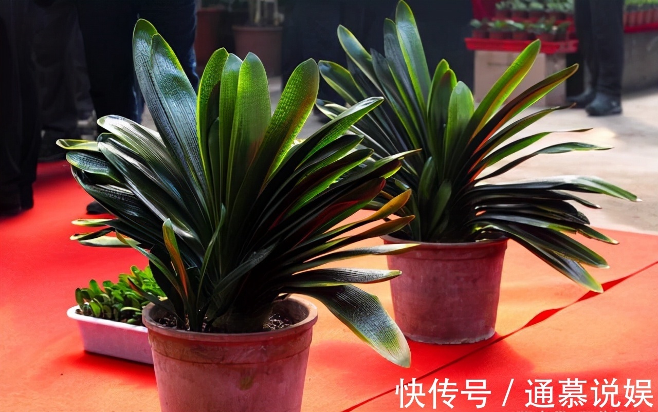 5种漂亮的花,要用“小盆”养,否则会影响生长和开花,别忽视