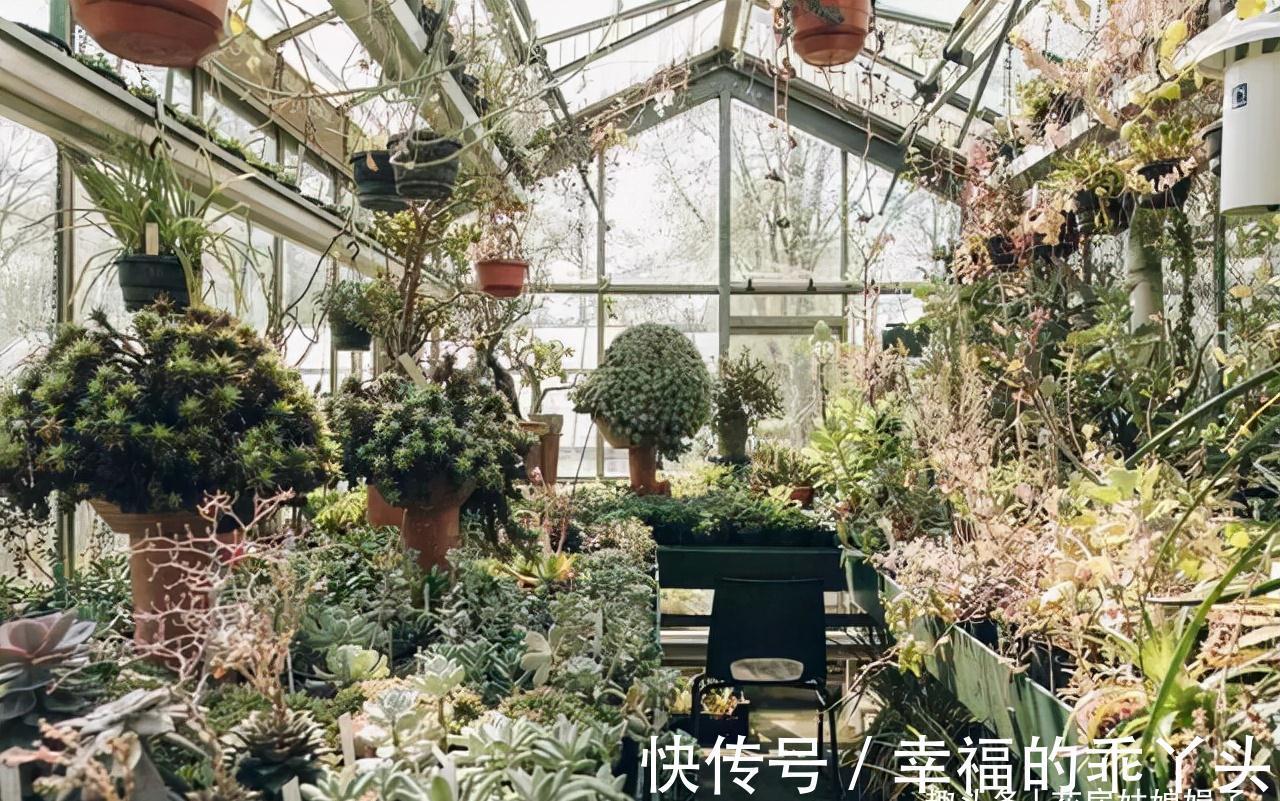 天气变冷,养花出现异状不要慌,原因都在这里,你都做对了吗?