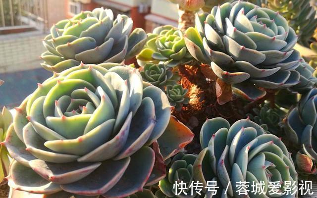 多肉|盘点5种最不好养的多肉，各种问题多，花友慎入