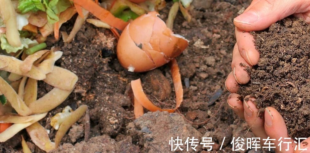 香蕉皮,天然钾肥,用对方法养花,有营养、能驱虫、清洁叶子