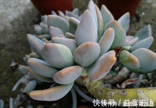 多肉植物出现3个症状,赶快换盆换土,催一圈侧芽,养成小老桩!
