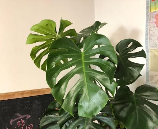 最不耐晒的3种花,养在室内才好看,搬出去一天就枯了