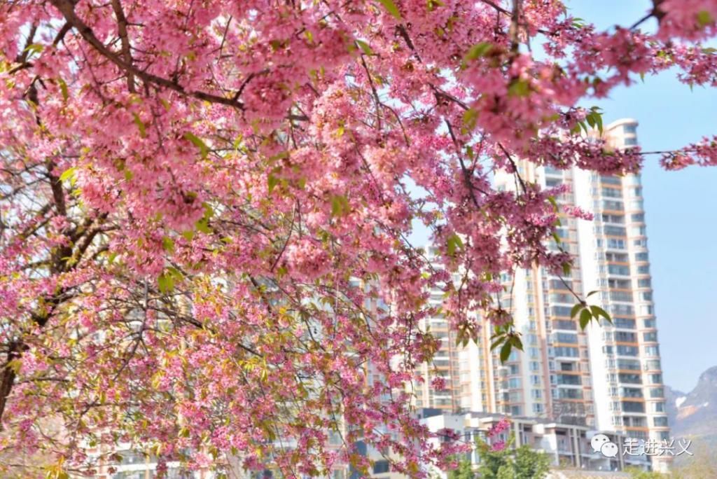 春节去哪儿玩？兴义三大赏花圣地来了，你最想去哪里？