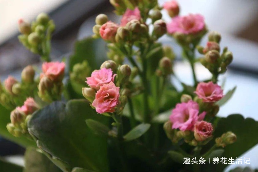 长寿花“花期”过后，需要及时这么做，来年开花旺盛艳丽！