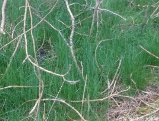 农村|农村里有一种叫做“护肾草”的野菜,曾经是给皇上的贡品!