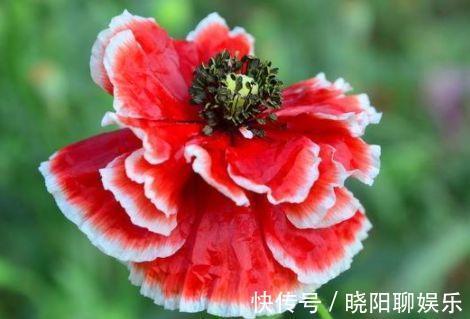 农历10月1号起，最适合养这些花，漂亮又好闻，耐晒又耐热