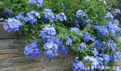 生活中常见的这5种花,看到“开蓝花的”,千万别买,都是骗人的!