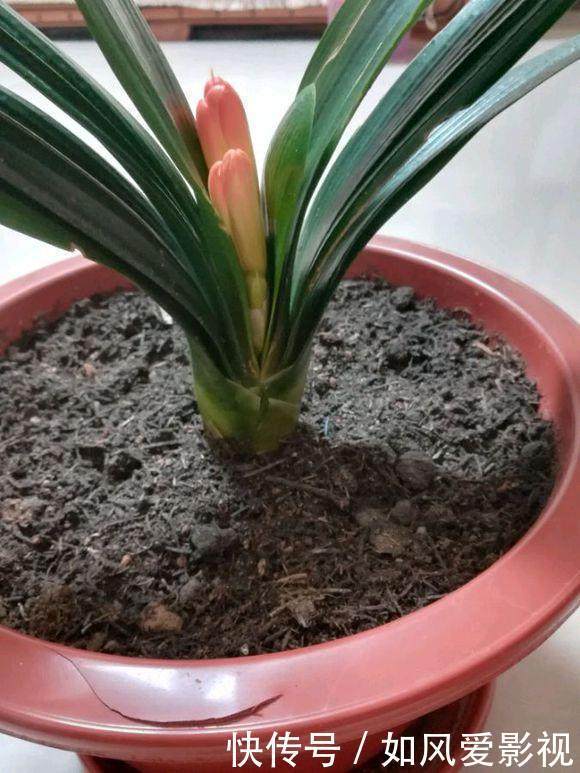 陶粒|土里洒点小玩意,君子兰猛冒花骨朵,10年不烂根