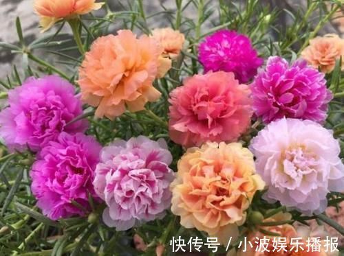 新手|花期最长的盆栽，家里养一盆，全年有花开，观赏性强，新手也能养