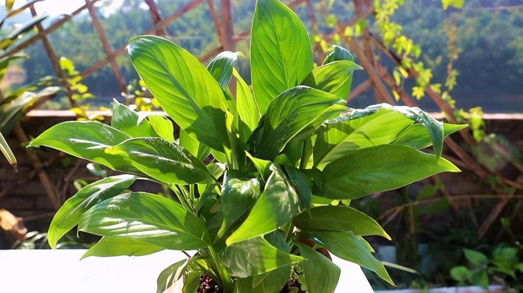 养白掌不开花，学会4招催花方法，满盆都是白色花，旺运一帆风顺