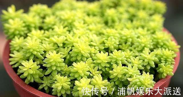 多肉“黄金万年草”，教你爆盆“小技巧”，30天长成“草坪”