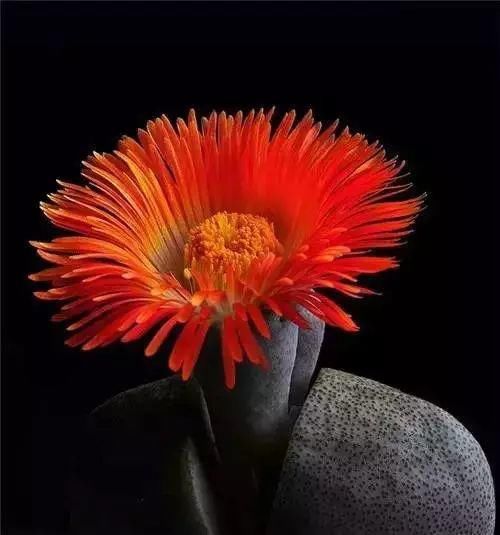  娇艳|石生花，绝美娇艳！