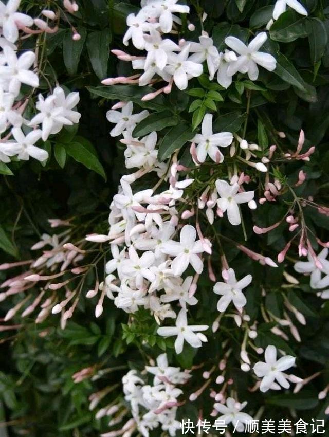 空气|俗话说人养花,花养人,这5种花放在家里好处多,全家老少更健康