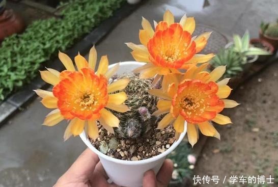 家中常见的5种花,用小盆,少浇水,才能长得更旺盛,开花更多!