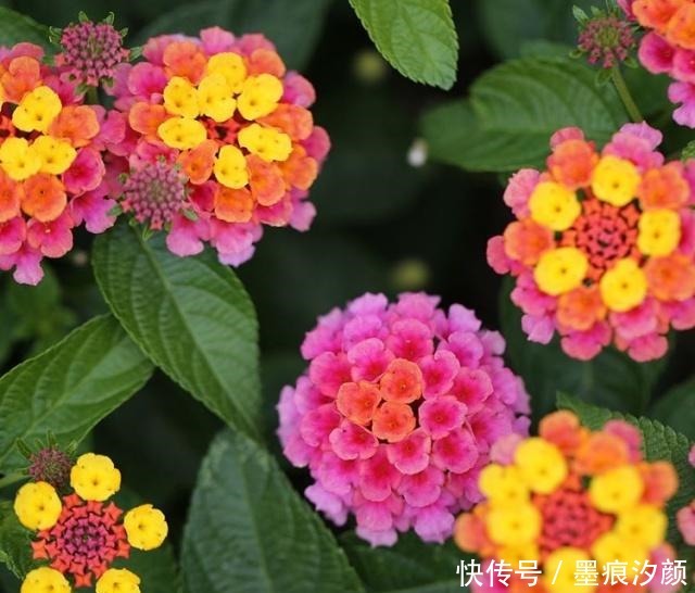 春天买花8种“疾病花”别买回家,客厅卧室“不能养”,别忽视!