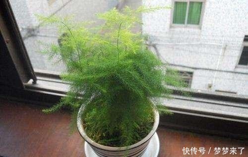 干枯|冬季养护文竹,应当注意4处细节,避免叶状枝干枯