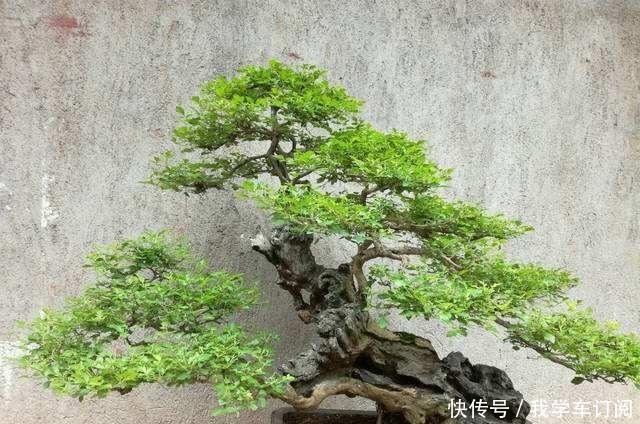 它野外常见,被牛羊摧残,能人将其搬回家中做成盆景,价值过万!