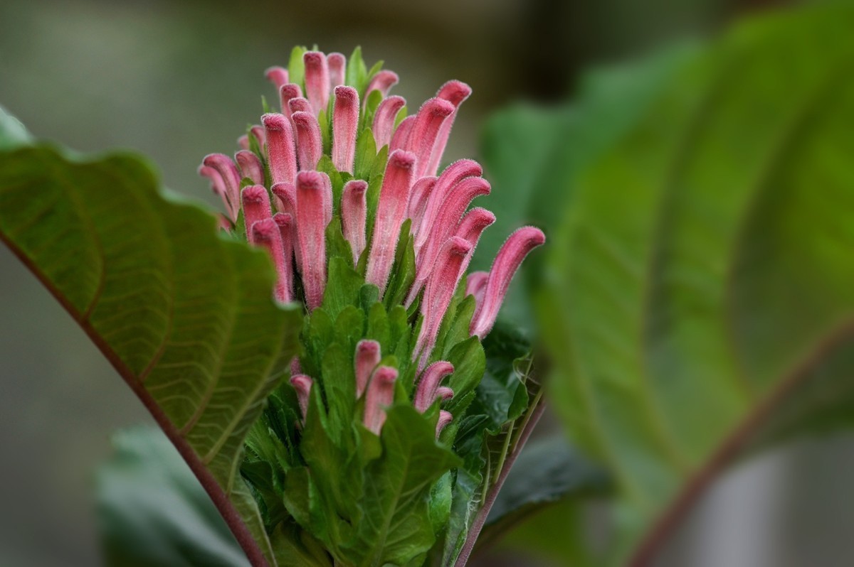 此花因花形似珊瑚而得名 适合送给心爱的女孩 达自己的爱慕之意 粉紫色 此花因花形似珊瑚而得名 适合送给心爱的女孩 达自己的爱慕之意 粉紫色
