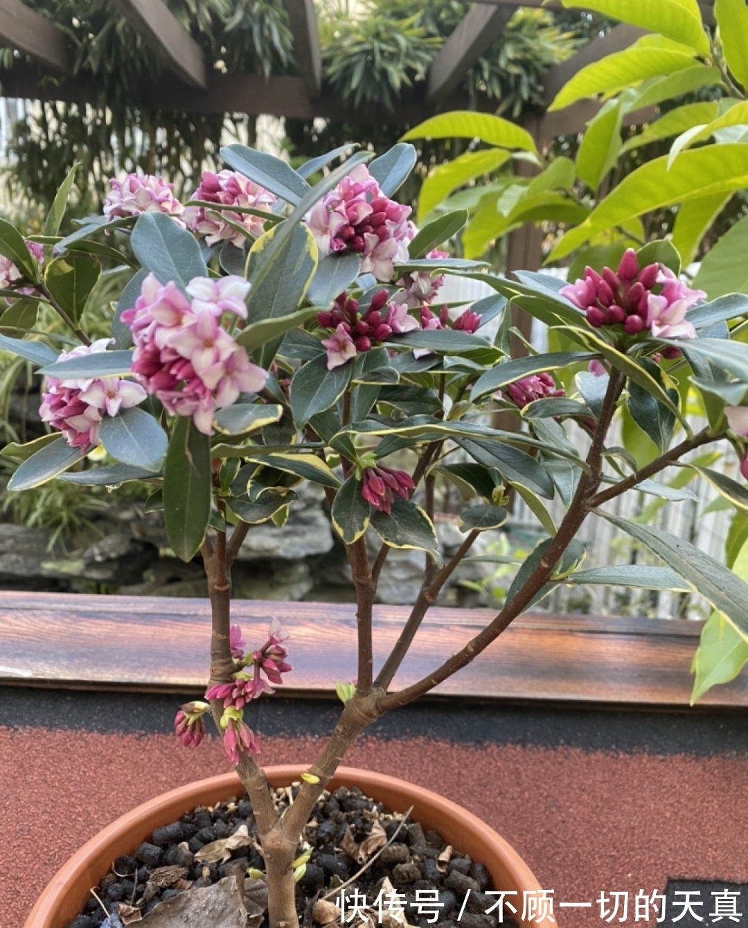 15种常见花,冬天浇水有讲究,小心越浇花越死