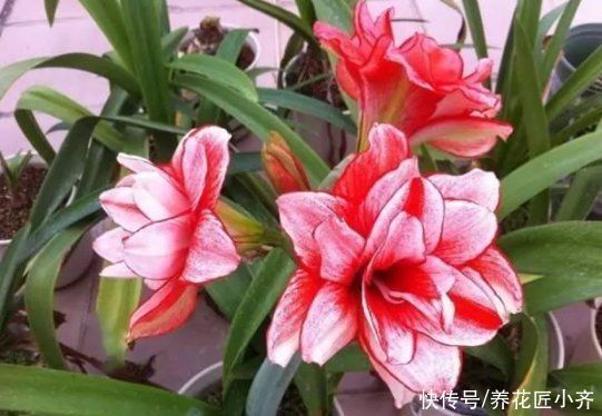 会长|朱顶红栽种有2种方法,一种让球长大开花多,一种可以长一圈小球