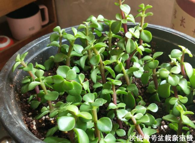 扦插金枝玉叶,用1招,长根快,成活率高达99%