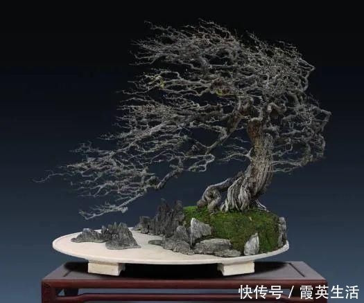 树木|盆景制作技法夏天来到，盆景脱衣换锦，有6种好处