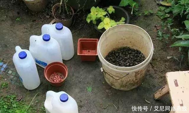 想让月季轻松爆盆?千万不要小瞧了它!花开满盆,叶子绿的流油!