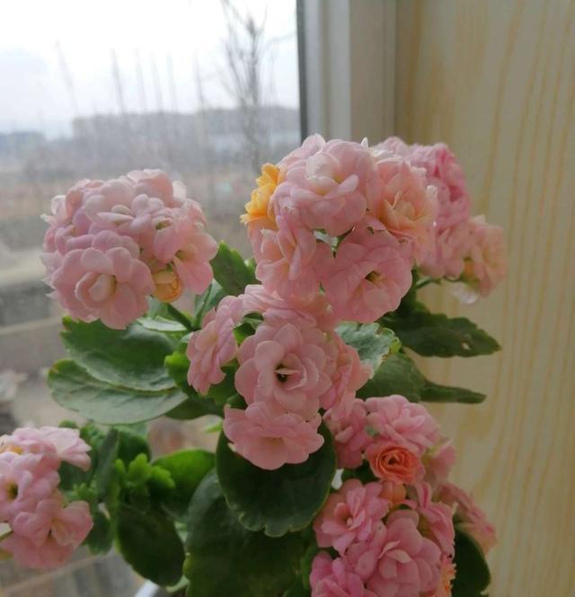 春节最受欢迎的5种花,放家里一盆不吃亏,这样护理年年旺